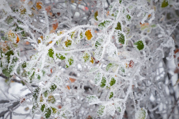 Leaves and branches of trees in hoarfrost. First frost