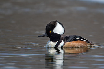 Hooded Merganser male display taken in southern MN in the wild