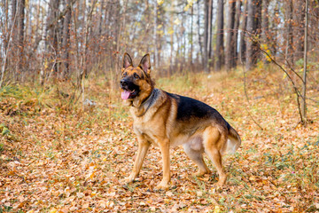 A girl walking her dog in colorful autumn forest