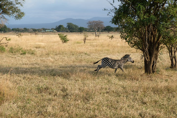 Running zebra in wild nature Africa Tanzania
