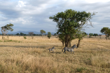 Family of zebras frolics in natural environment Tanzania Africa