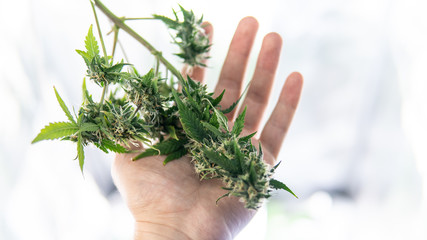 trichomes ready for harvest with CBD THC elements inside. Medical marijuana in USA