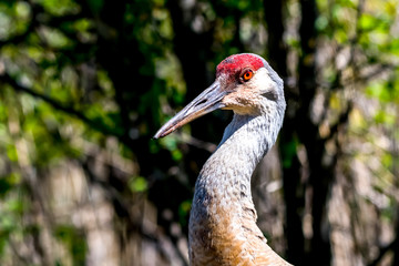 Sandhill Crane (Antigone canadensis) adult in Southeastern Michigan, USA.