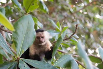 Schöner Kapuziner Affe in einem Baum in Costa Rica