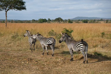 Fototapeta na wymiar herd of zebras in natural area Tanzania Africa