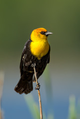 Yellow-headed Blackbird male taken in central MN