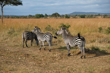Fototapeta na wymiar herd of zebras in natural area Tanzania Africa