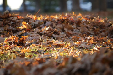 autumn leaves on ground