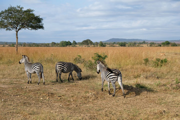 Obraz na płótnie Canvas herd of zebras in natural area Tanzania Africa
