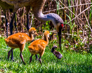 Sandhill Crane (Antigone canadensis) catching a mouse to feed its chicks in Southeastern Michigan,...