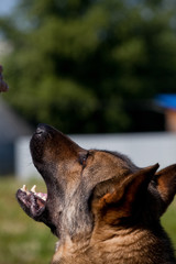 Portrait of  dog of  breed of German Shepherd in profil on  background of green grass