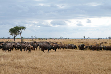 Naklejka na ściany i meble Herd of buffaloes in national park Tanzania Amazing african nature