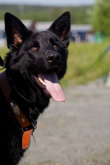Portrait of  dog of  breed of German Shepherd in profil on  background of green grass