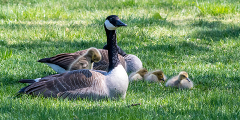 Canada geese (Branta canadensis) chick standing on back of adult goose with other chicks on the ground in southeast Michigan, USA.