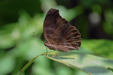 Brown butterfly on green leaf