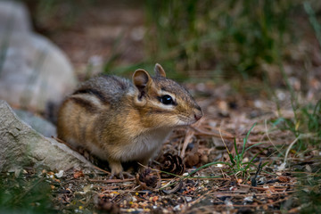 Naklejka na ściany i meble An Eastern Chipmunk (Tamias striatus) standing on all fours and eating in Michigan, USA.