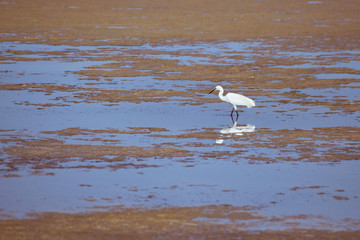 White heron looking for food among the puddles on the edge of a pond.