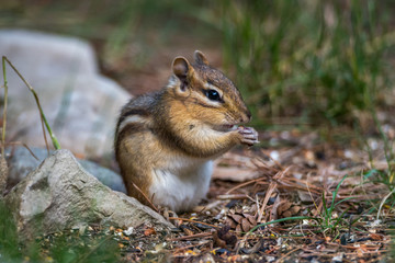 An Eastern Chipmunk (Tamias striatus) standing rear legs and eating in Michigan, USA.