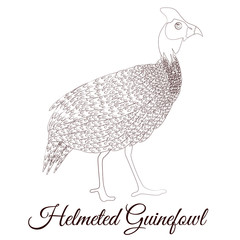Fototapeta na wymiar Helmeted guineafowl bird coloring