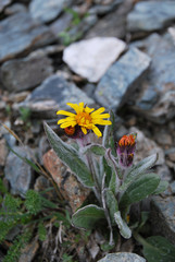 Tephroseris turczaninovii