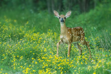 White-tailed Deer fawn in flowers taken in southern MN in the wild