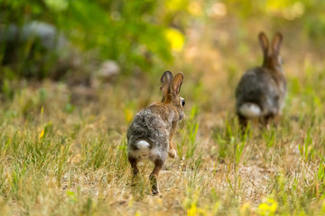 Rear view of a running Eastern Cottontail Rabbit (Sylvilagus floridanus) in Michigan, USA.