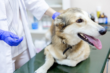 female veterinarian examining a dog in a vet clinic