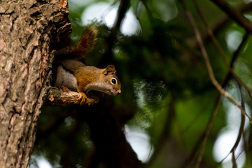 American red squirrel (Tamiasciurus hudsonicus)) in a tree  in Michigan, USA.