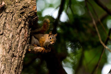 American red squirrel (Tamiasciurus hudsonicus)) in a tree  in Michigan, USA.