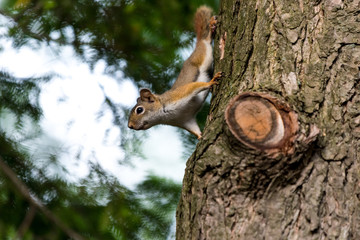 American red squirrel (Tamiasciurus hudsonicus)) in a tree  in Michigan, USA.