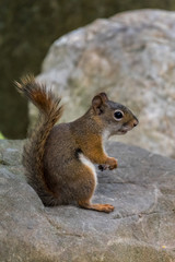 Naklejka na ściany i meble American red squirrel (Tamiasciurus hudsonicus) sitting on a rock in Michigan, USA.