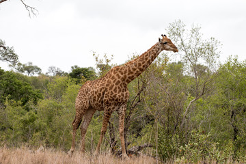 Große Giraffe im Krüger Nationalpark in Südafrika