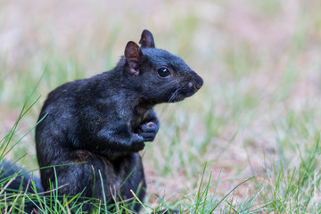 A black Eastern Gray Squirrel (Sciurus carolinensis) in Michigan, USA.
