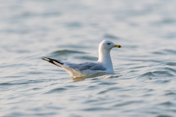 A ring-billed gull (Larus delawarensis) swims on Grand Traverse Bay, Lake Michigan, Traverse City, MI, USA.