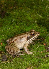 Wood Frog brown morph taken in southern MN