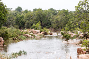Fototapeta na wymiar Flusslandschaft im Krüger Nationalpark in Südafrika