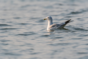 Fototapeta na wymiar A ring-billed gull (Larus delawarensis) swims on Grand Traverse Bay, Lake Michigan, Traverse City, MI, USA.