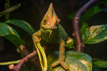 Close up, front view of green Veiled chameleon (Chamaeleo calyptratus) surrounded by plant leaves.