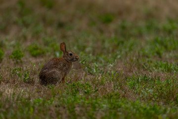 Naklejka na ściany i meble Eastern cottontail rabbit (Sylvilagus floridanus) eating vegetation in Michigan, USA.