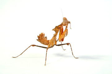 Totes Blatt (Deroplatys desiccata) - giant dead leaf mantis - obrazy, fototapety, plakaty