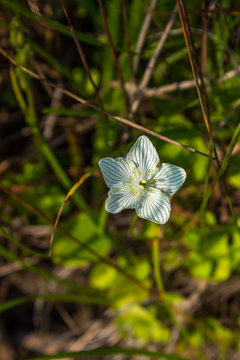 Grass-of-Parnassus (Parnassia glaucoma), a white flowered wildflower found along the shore of the Boardman River in Michigan, USA.
