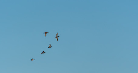 Fototapeta premium Flock of Greater Scaups ducks (Aythya marila) flying against a clear sky.