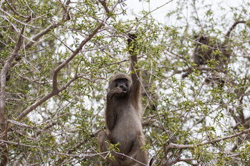 Paviane im Baum, Südafrika Safari