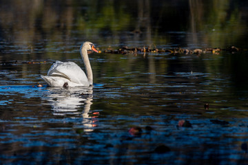 Mute Swan (Cygnus olor) swimming in Kensington Metro Park, Southeast Michigan, USA.