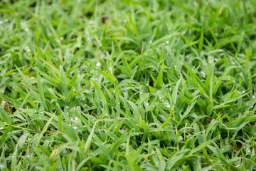 Close up shot of water droplet on green grass background