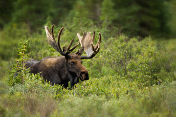 Naklejka na ściany i meble Moose in velvet, taken this fall during one of my trips to Colorado.
