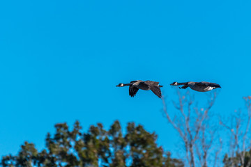 Canada Geese flying in Kensington MetroPark, S.E. Michigan.