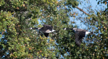 Canada Geese flying in Kensington MetroPark, S.E. Michigan.