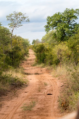Fototapeta na wymiar Straße durch den Busch in Südafrika