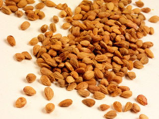 MAHLEP SEEDS
